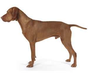 Vizsla