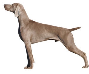 Weimaraner