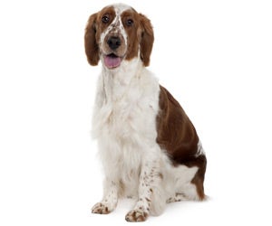 Welsh Springer Spaniel