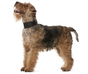 Welsh Terrier