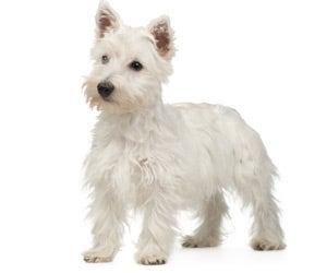 how often do you need to professionally groom a west highland white terrier