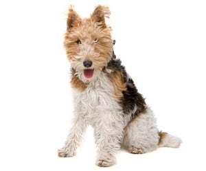 Wire Fox Terrier