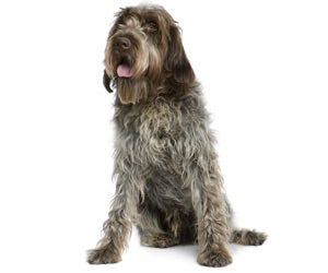 Wirehaired Pointing Griffin Wahl USA