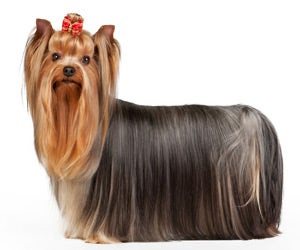 Yorkshire Terrier